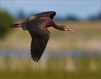 White Faced Ibis, by Cathy Cooper: 1024x799.38353765324