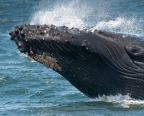 Humpback whale : 1024x819.2