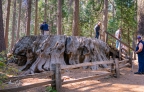 Discovery Stump: 1024x647.39555555556