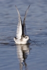 Red-necked Phalarope at Elkhorn Slough Reserve. Photo by Nicole LaRoche: 1024x1536.1989895064