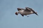 Seagull wtih clam at Limantour Beach. Photo by Harvey Abernathey: 1024x664.96