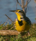 Western Meadowlark. Photo by Terry Germany