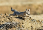 San Joaquin Kit Fox: 960x672