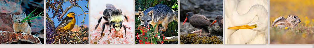 
American Pika Credit: Gary Skipper
Bullocks Oriole Credit: Rich Warren
Yellow-faced Bumble Bee Credit:  Cindy Croissant
Channel Islands National Park Island Fox Credit:  Samira Furlan
Young Oystercatcher   Credit: Annette Siegel
Great Egret Credit: Chih-Hsin Wang
San Joaquin Antelope Squirrel  Credit:  Kaelyn DeYoung
